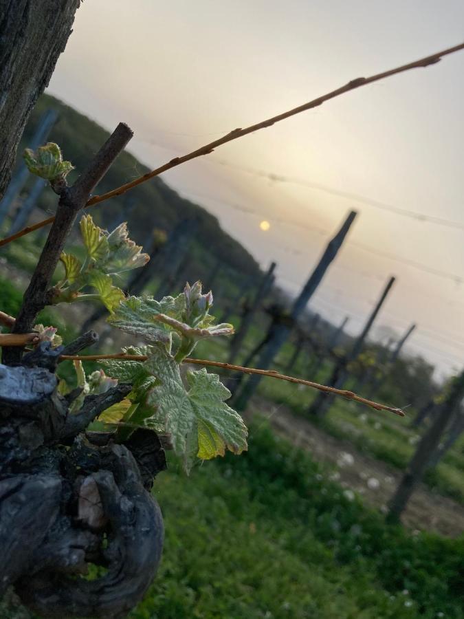 Domaine Labouroume Ξενοδοχείο Salies-de-Béarn Εξωτερικό φωτογραφία