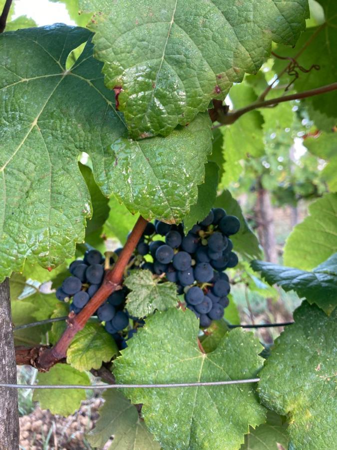 Domaine Labouroume Ξενοδοχείο Salies-de-Béarn Εξωτερικό φωτογραφία